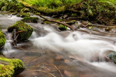 Somerset 'teki Horner Ormanı' ndan akan Horner Nehri 'nin uzun pozu