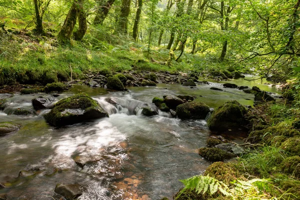 Somerset 'teki Horner Ormanı' ndan akan Horner Nehri 'nin uzun pozu