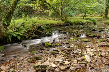Somerset 'teki Horner Ormanı' ndan akan Horner Nehri 'nin uzun pozu