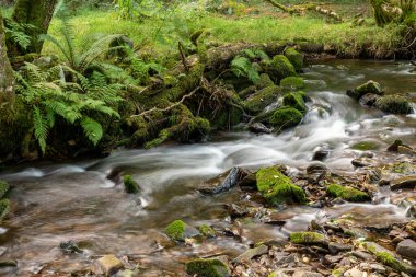 Somerset 'teki Horner Ormanı' ndan akan Horner Nehri 'nin uzun pozu
