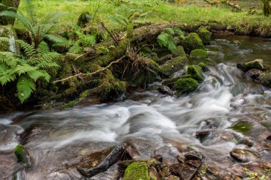 Somerset 'teki Horner Ormanı' ndan akan Horner Nehri 'nin uzun pozu