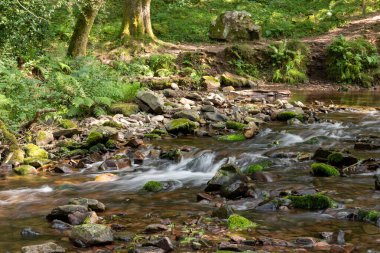 Somerset 'teki Horner Ormanı' ndan akan Horner Nehri 'nin uzun pozu