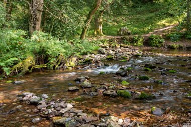 Somerset 'teki Horner Ormanı' ndan akan Horner Nehri 'nin uzun pozu
