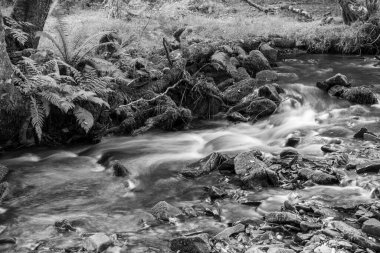 Somerset 'teki Horner Ormanı' ndan akan Horner Nehri 'nin uzun pozu
