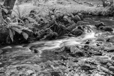 Somerset 'teki Horner Ormanı' ndan akan Horner Nehri 'nin uzun pozu