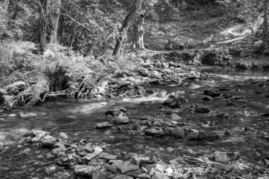 Somerset 'teki Horner Ormanı' ndan akan Horner Nehri 'nin uzun pozu