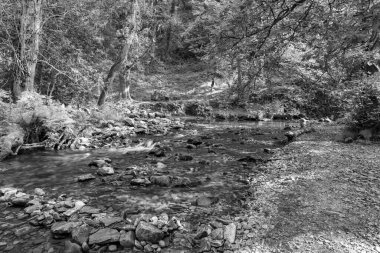 Somerset 'teki Horner Ormanı' ndan akan Horner Nehri 'nin uzun pozu
