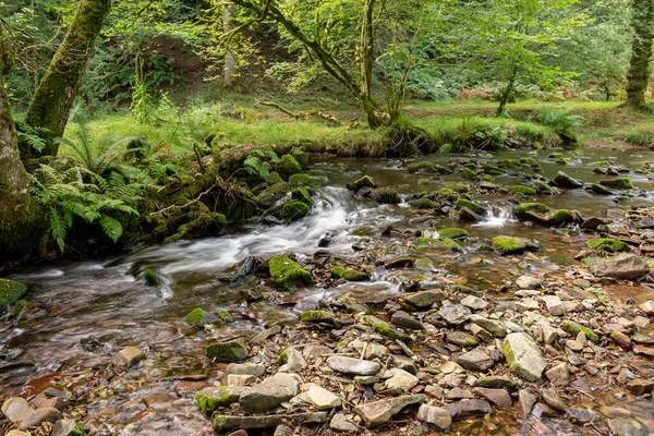 Somerset 'teki Horner Ormanı' ndan akan Horner Nehri 'nin uzun pozu