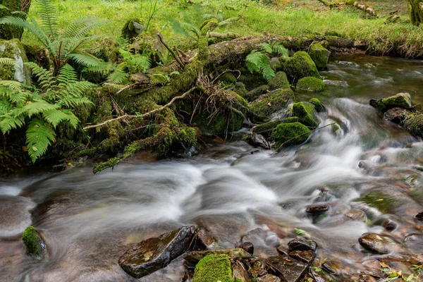 Somerset 'teki Horner Ormanı' ndan akan Horner Nehri 'nin uzun pozu