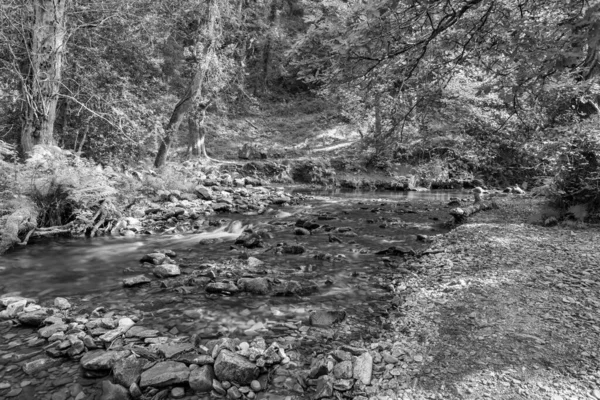 Somerset 'teki Horner Ormanı' ndan akan Horner Nehri 'nin uzun pozu