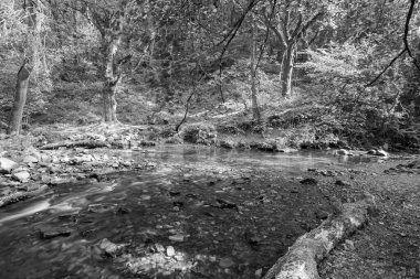 Somerset 'teki Horner Ormanı' ndan akan Horner Nehri 'nin uzun pozu