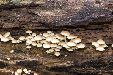 Ormandaki bir kütükte yetişen yabani mantarlara yakın.