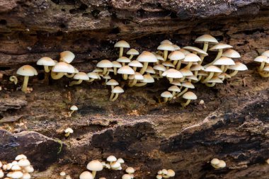 Ormandaki bir kütükte yetişen yabani mantarlara yakın.