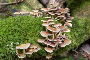 Ormandaki bir kütükte yetişen yabani mantarlara yakın.