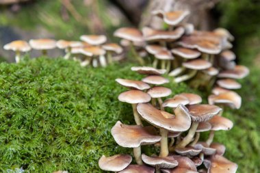 Ormandaki bir kütükte yetişen yabani mantarlara yakın.