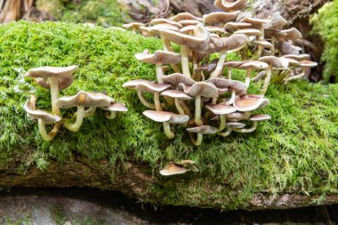 Ormandaki bir kütükte yetişen yabani mantarlara yakın.