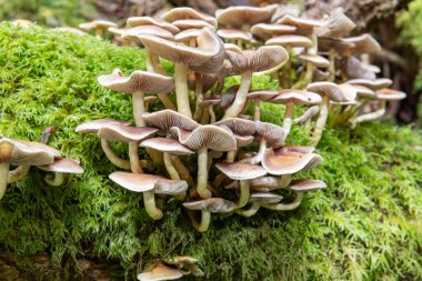 Ormandaki bir kütükte yetişen yabani mantarlara yakın.