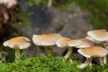 Ormandaki bir kütükte yetişen yabani mantarlara yakın.