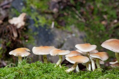 Ormandaki bir kütükte yetişen yabani mantarlara yakın.