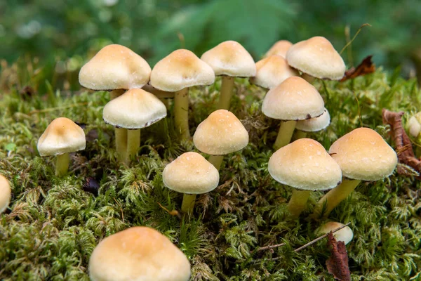 Közelkép Vadon Termő Gombákról Melyek Egy Rönkön Nőnek Erdőben — Stock Fotó