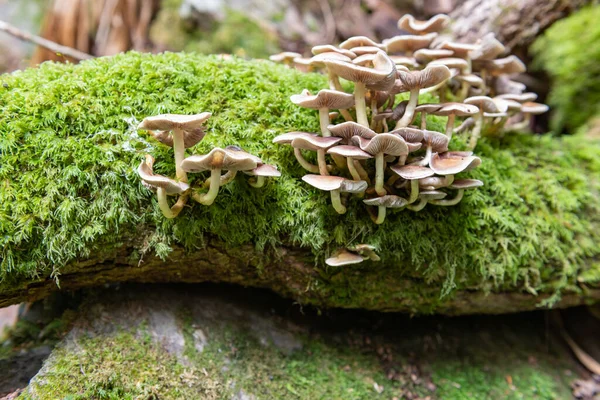 Közelkép Vadon Termő Gombákról Melyek Egy Rönkön Nőnek Erdőben — Stock Fotó