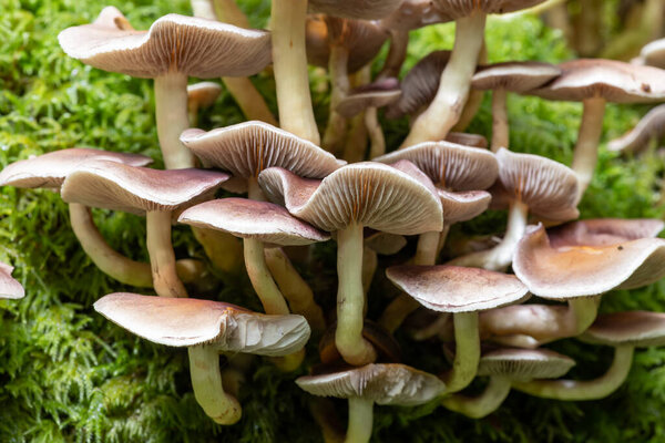 Close up of wild mushrooms growing on a log in a forest