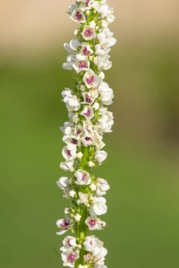 Çiçek açmış bir verbascum chaixii çiçeğine yaklaş