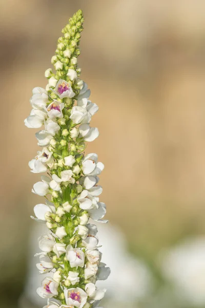 Close Verbascum Chaixii Flower Bloom — Stock fotografie