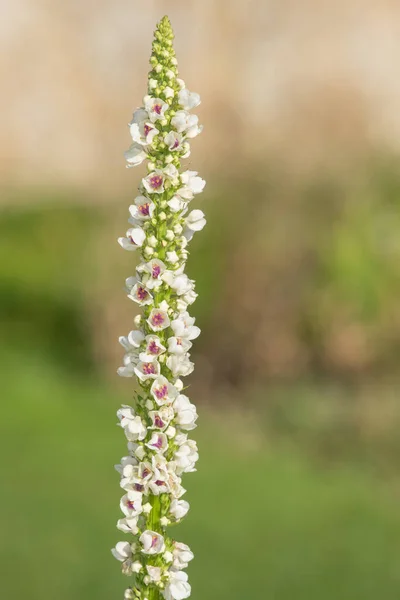 Close Verbascum Chaixii Flower Bloom — Stock Photo, Image