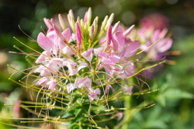 Örümcek çiçeklerine (cleome hassleriana) çiçek açarken yaklaş