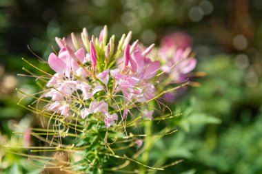 Örümcek çiçeklerine (cleome hassleriana) çiçek açarken yaklaş