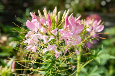 Örümcek çiçeklerine (cleome hassleriana) çiçek açarken yaklaş