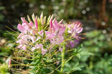 Örümcek çiçeklerine (cleome hassleriana) çiçek açarken yaklaş