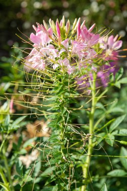 Örümcek çiçeklerine (cleome hassleriana) çiçek açarken yaklaş
