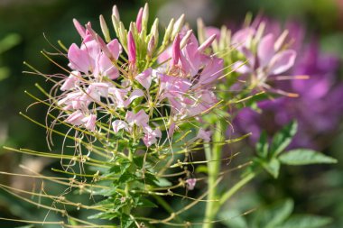 Örümcek çiçeklerine (cleome hassleriana) çiçek açarken yaklaş