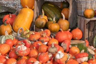 Yerde bir balkabağı yığını