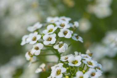 Hornungia alpina çiçeklerinin açtığı yere yakın.