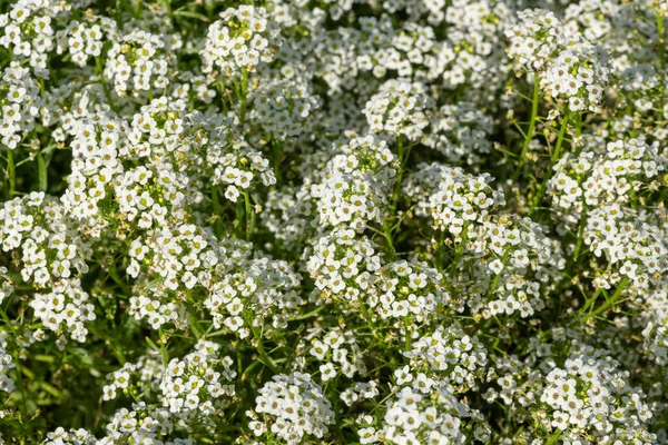 Gros Plan Hornungia Alpina Fleurs Fleurs — Photo
