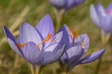 Biebersteins timsahlarının (crocus speciosus) çiçeklerinin açılışını kapat
