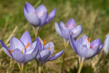 Biebersteins timsahlarının (crocus speciosus) çiçeklerinin açılışını kapat