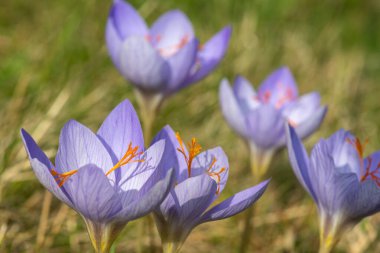 Biebersteins timsahlarının (crocus speciosus) çiçeklerinin açılışını kapat