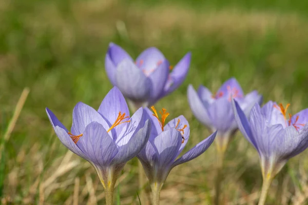 Biebersteins Timsahlarının Crocus Speciosus Çiçeklerinin Açılışını Kapat — Stok fotoğraf