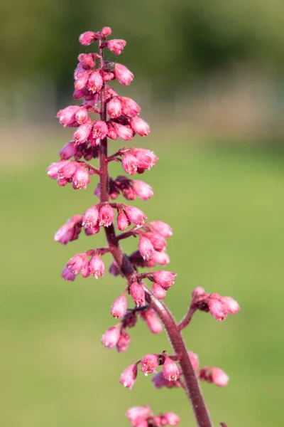 Detailní Záběr Rozkvetlého Květu Jill Rocks Heuchera Maxima — Stock fotografie