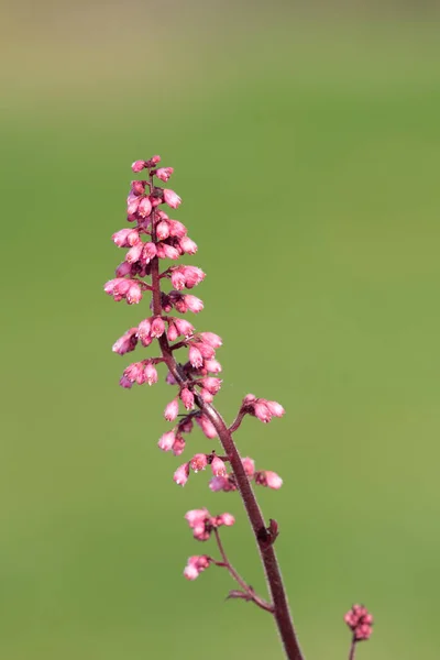 Närbild Jill Klipporna Heuchera Maxima Blomma Blom — Stockfoto