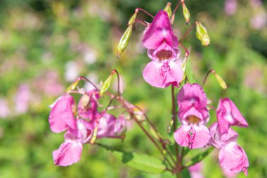Himalaya balsamı (sabırsız gladulifera) çiçek açmış