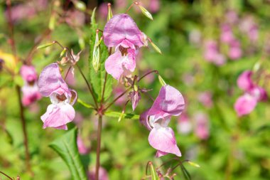 Himalaya balsamı (sabırsız gladulifera) çiçek açmış