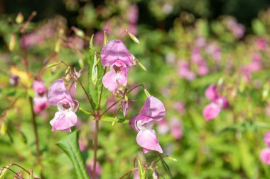 Himalaya balsamı (sabırsız gladulifera) çiçek açmış