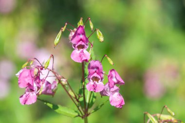 Himalaya balsamı (sabırsız gladulifera) çiçek açmış