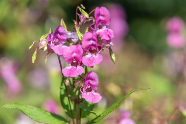 Himalaya balsamı (sabırsız gladulifera) çiçek açmış