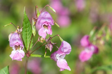 Himalaya balsamı (sabırsız gladulifera) çiçek açmış